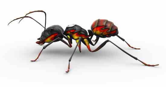 The Declining Mennonite Farming Community, Biological Insect Control and More Bits & Pieces